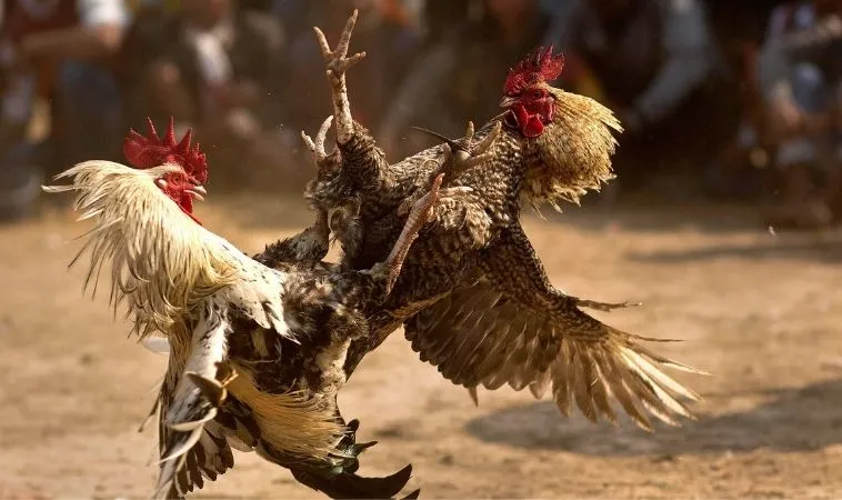 Khám Phá Thế Giới Đá Gà H3BET: Cơ Hội Và Chiến Lược Cá Cược 1 Trận đá gà hấp dẫn và kịch tính tại nhà cái H3BET