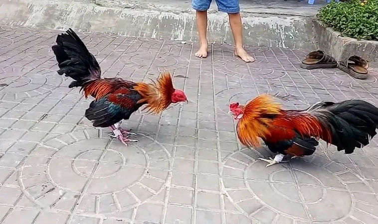 Khám Phá Thế Giới Đá Gà H3BET: Cơ Hội Và Chiến Lược Cá Cược 2 Tìm hiểu kỹ về chiến kê trước khi đặt cược